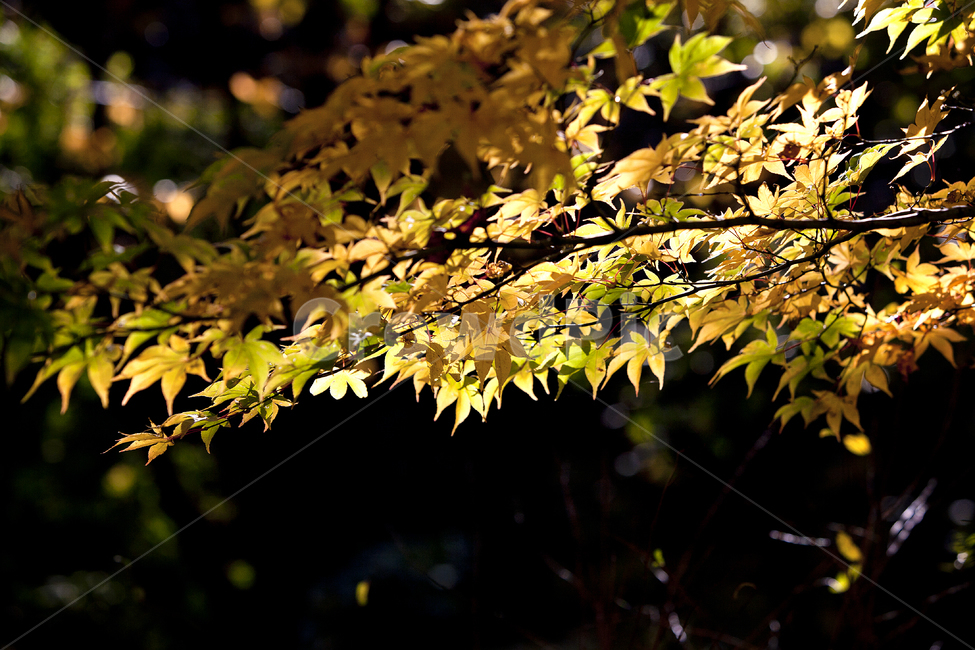 단풍,풍경,가을,나뭇잎,햇살,자연,가을,계절,fall,autumn,season,식물,자연,plants,nature,plant,leaf,잎,tree,나무