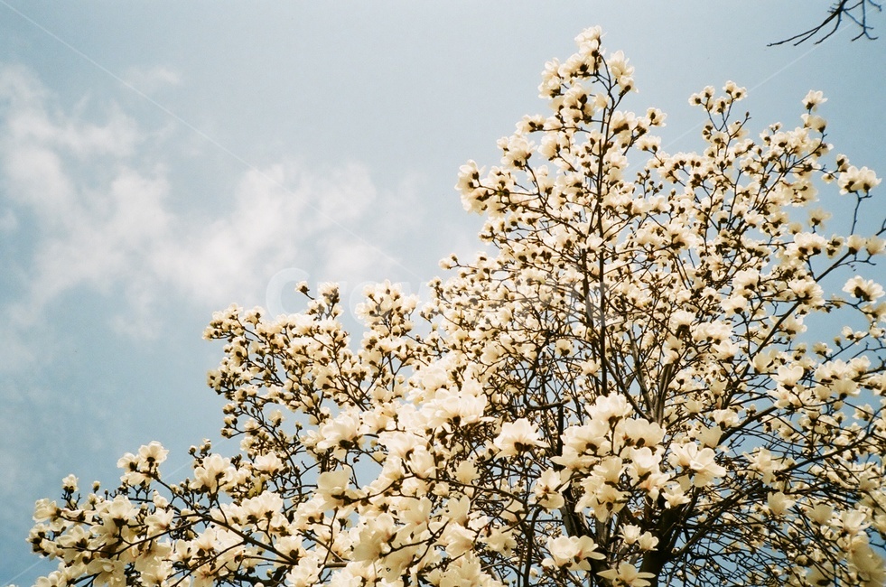 목련,봄,목련나무,봄꽃,꽃,magnolia,yulan
