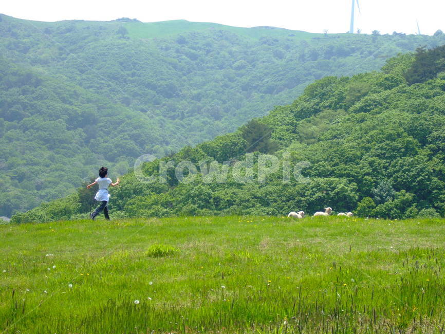 동물,양,어린이,발랄한,행복한,뛰어노는,animal,sheep,포유류,mammalia,boy,play,run,사람,인물,인간,human,person,어린이,어린아이,child,children,kid