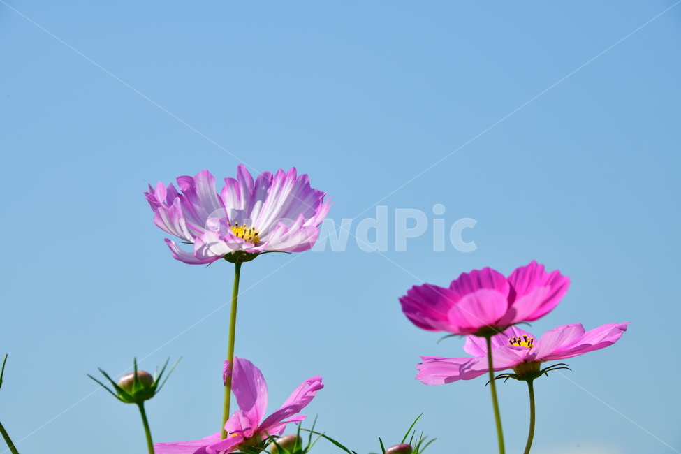 코스모스,가을,자연,꽃,꽃잎,식물,plant,plower,가을,계절,fall,autumn,season,식물,자연,plants,nature,꽃,flower