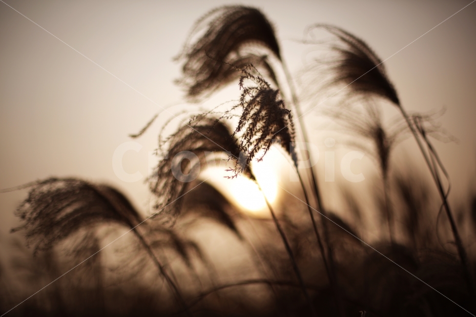 풍경,가을,갈대,식물,자연,가을,계절,fall,autumn,season,식물,자연,plants,nature,감성,sensible,feeling,plant,grass,잔디,lawn,reed