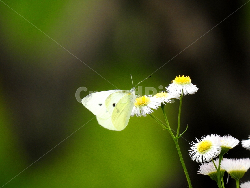 동물,나비,식물,들꽃,야생화,자연,식물,자연,plants,nature,꽃,flower,동물,animal,곤충,벌레,insect,bug