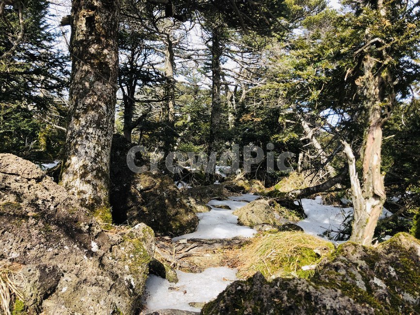 자연,나무,바위,감성,이국적,풀,숲,산,자연,풍경,nature,landscape,water,물,outdoors,옥외,stream,흐름,creek,작은 만