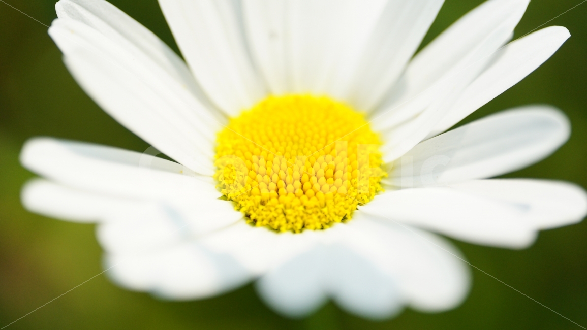 샤스타데이지,꽃,플라워,식물,자연,flower,nature,plants,풍경,landscape,잎사귀,감성,감성사진,느낌,feel,snap,snapshot,스냅,스냅사진,접사,macro,꽃사진,힐링,힐링사진,healing,클로즈업,closeup,한국자연,꽃밭,화단,계절,season,여름꽃,여름,summer,초여름,향기,꽃향기,식물,자연,plants,nature,꽃,flower