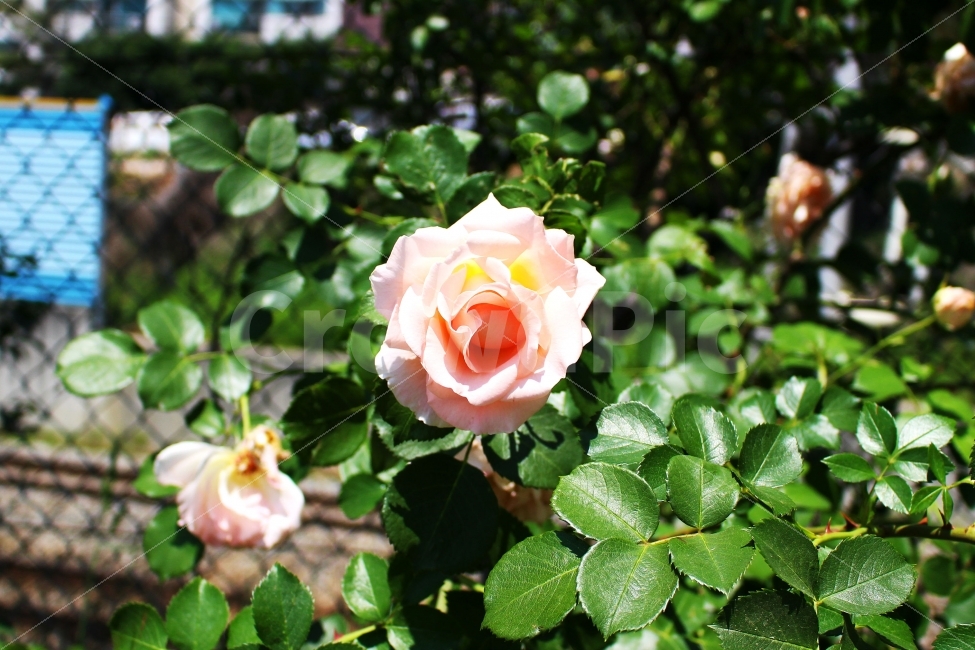 장미,흰장미,색감,봄,로즈,감성사진,flower,rose,flowers,spring,white,흰색,풍경사진,ROSE,FLOWER,꽃,식물,자연,plants,nature,꽃,flower