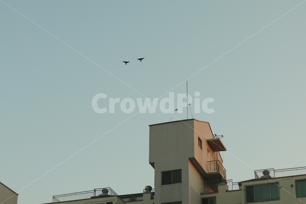 아파트,하늘,까치,flying,새,bird,동물,animal