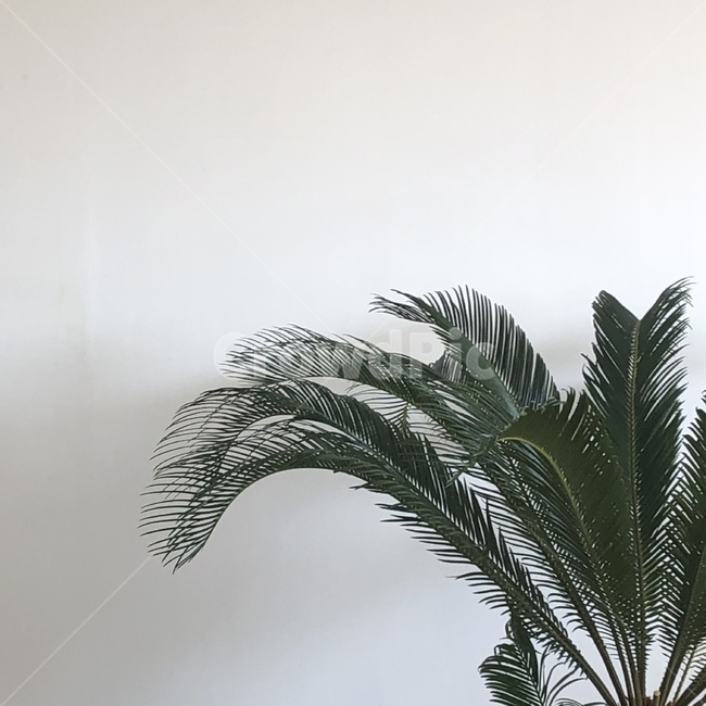 나무,심플,분위기,초록색,화분,실내용화초,화분,화초,house plant