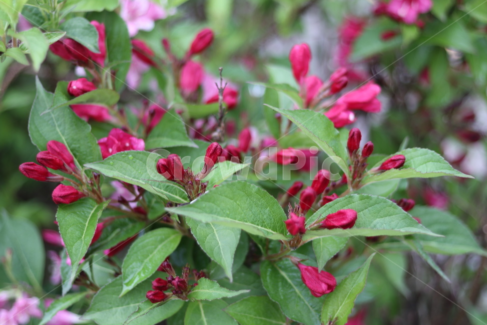 붉은병꽃나무,5월,맑음,자유,빛,봄,계절,spring,season,식물,자연,plants,nature,꽃,flower,leaf,잎,plant