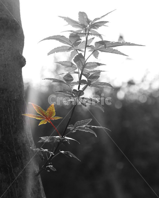 leaf,잎,plant,식물,tree,나무
