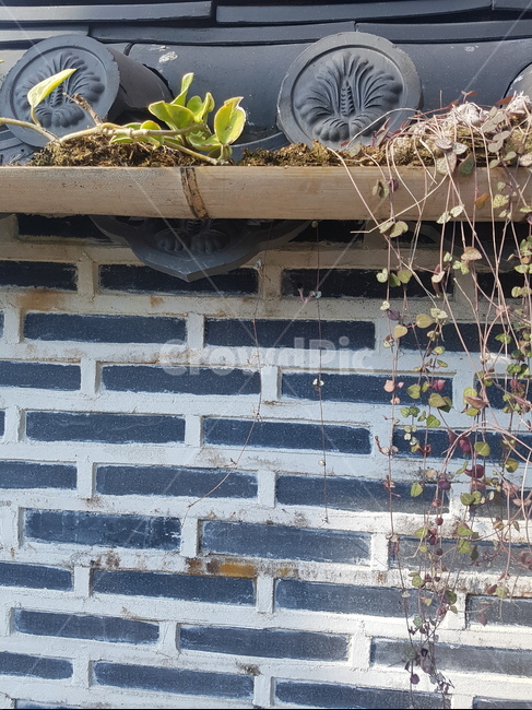 벽돌,식물,brick,기와,한옥