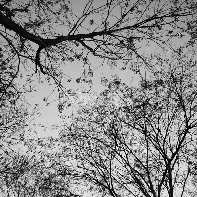 나무,흑백,흑백사진,가을,tree