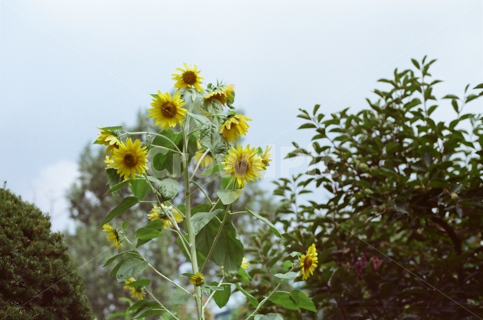 해바라기,감성사진,필름카메라,여름이미지,공원,식물,자연,plants,nature,꽃,flower