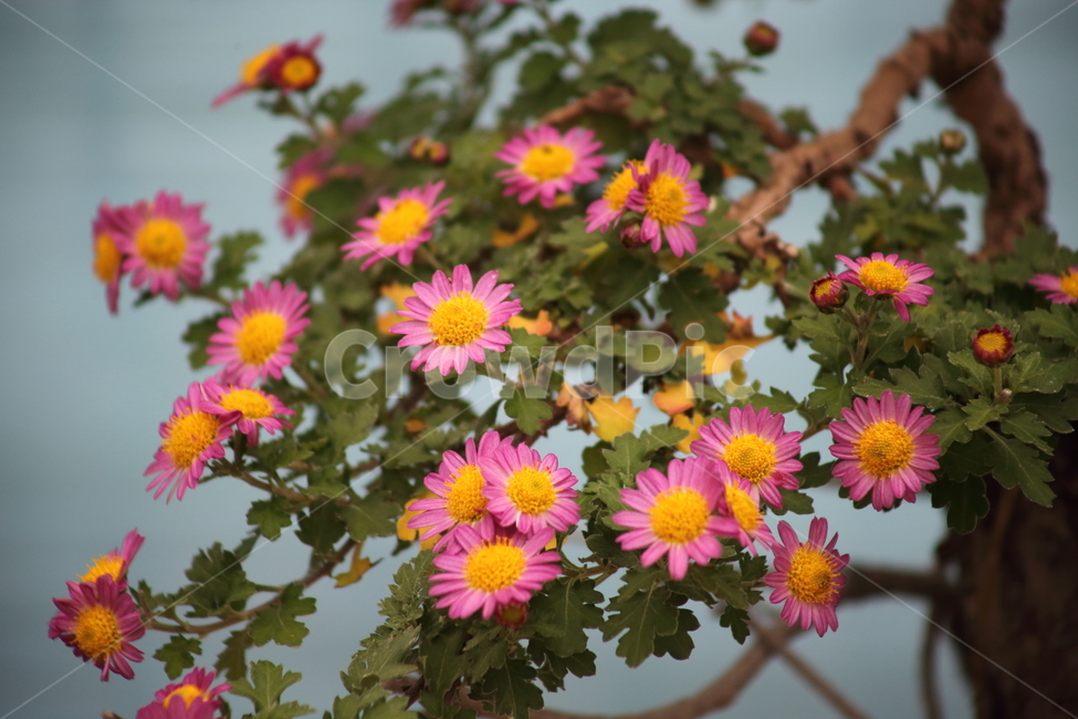 국화,식물,꽃,가을꽃,chrysanthemum,식물,자연,plants,nature,꽃,flower