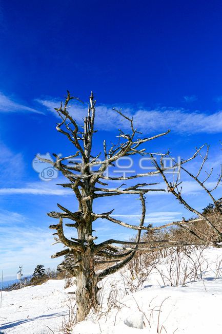 blue sky,Hyangjeokbong Peak,tree branch,winter,bluesky,Deogyusan Mountain,mountain,winter mountain,winter hiking,snow landscape,white clouds,tree,snow white,snow field,winter tree,cloud band,snow,Muju,Yew tree,snowcovered tree,winter scenery,yew tree