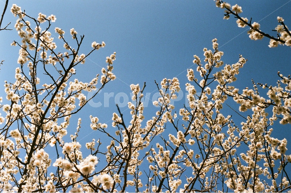 봄,매화,매화나무,봄꽃,꽃,매화축제,광양매화마을,매화마을,매실,필름,필름사진,필름카메라,봄,계절,spring,season,식물,자연,plants,nature,꽃,flower,plant,blossom,cherry blossom,벚꽃