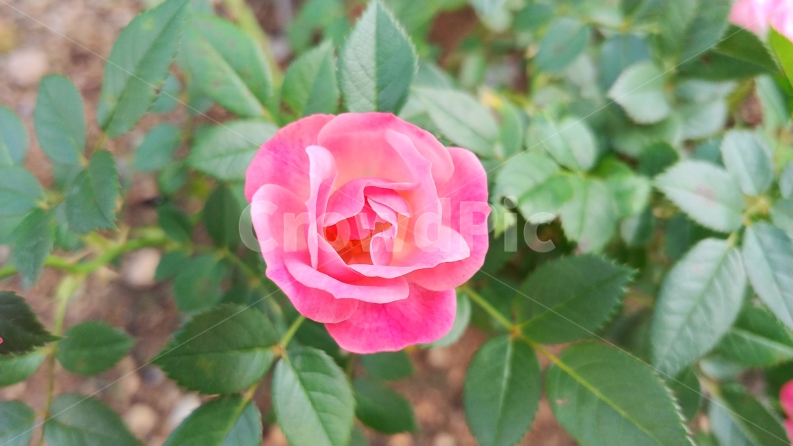 flower,꽃,식물,rose,장미,식물,자연,plants,nature,꽃,flower