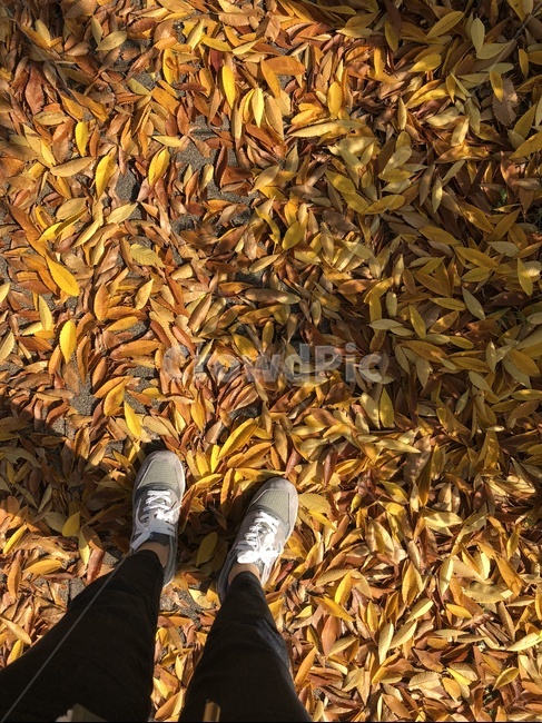 가을,낙엽,신발,햇살,잎,갈색,가을,계절,fall,autumn,season
