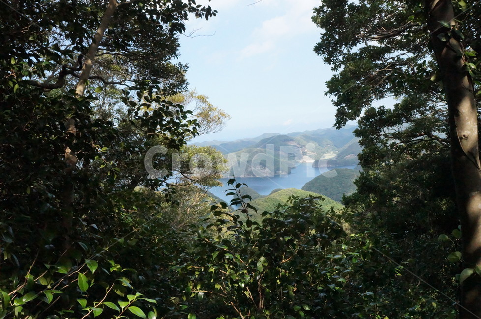 대마도,쓰쓰자키전망대,쓰시마,일본,이즈하라,자연,풍경,nature,landscape,나무,trees,wood,vegetation,초목,plant,식물,outdoors,옥외,tree