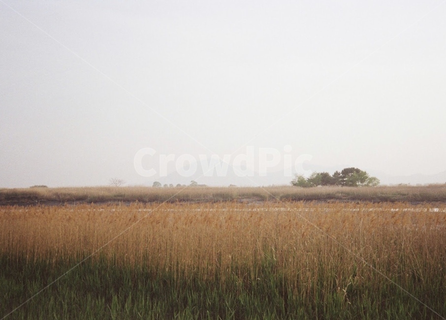 자연,계절,landscape,nature,season,autumn,풀,film,필름사진,peaceful,평화,갈대,가을,습지,순천만,가을,계절,fall,autumn,season,자연,풍경,nature,landscape,한국자연풍경,한국자연경관,korea nature landscape,plant,식물,grass,잔디,outdoors,옥외