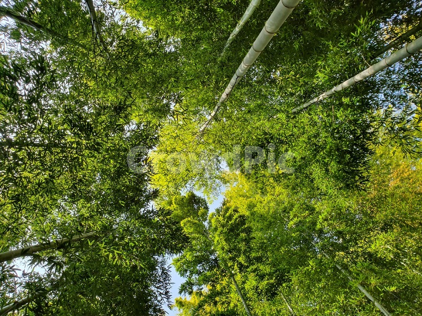 대나무,대나무숲,숲,풍경,나무,자연,풍경,nature,landscape,나무,trees,wood,plant,식물,tree