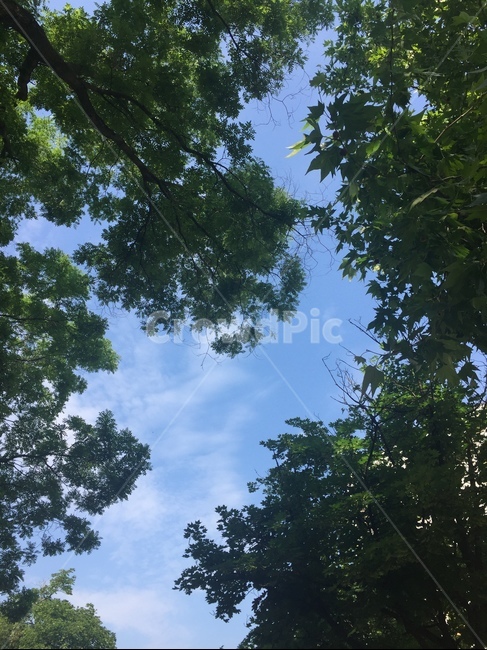 하늘,구름,나무,여름,시원함,자연,풍경,nature,landscape,tree,plant,식물,tree trunk,나무 줄기