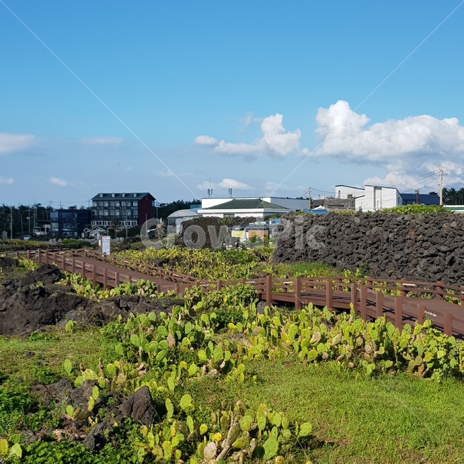 월령,제주도,선인장,선인장군락지,cactus,자연풍경,outdoors,옥외,구름,시골