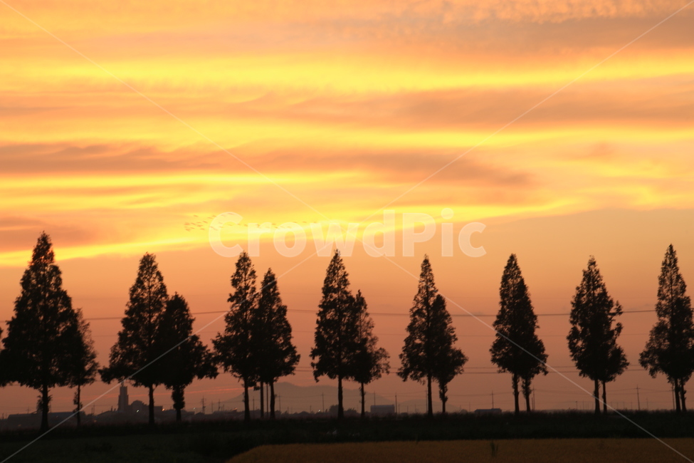붉게물든,시골길,해가지는길,노을,나무,자연,풍경,nature,landscape,실루엣,그림자,silhouette,shadow,tree,plant,식물,outdoors,옥외