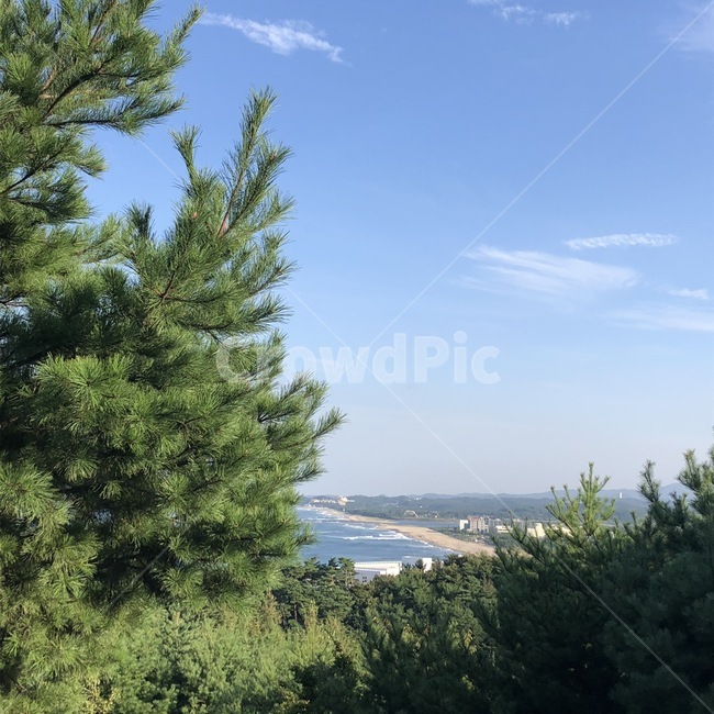 나무,하늘,푸른,맑음,자연,감성