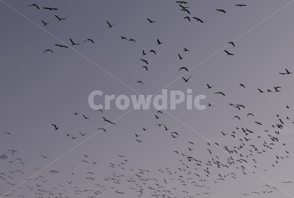 기러기,철새,가을,들녘,들판,동물,animal,조류,새,birds