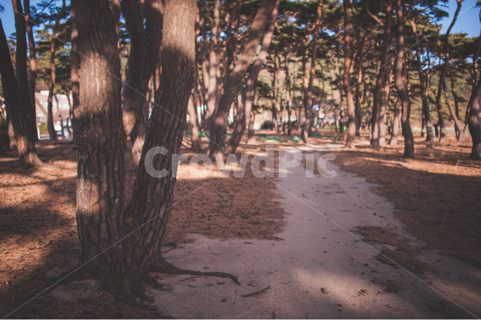 소나무,나무,숲,소나무숲,그림자,풍경,자연,식물,대한민국,인천,가을,pinetree,pineforest,autumn,wood,자연,풍경,nature,landscape,tree,plant,tree trunk,나무 줄기