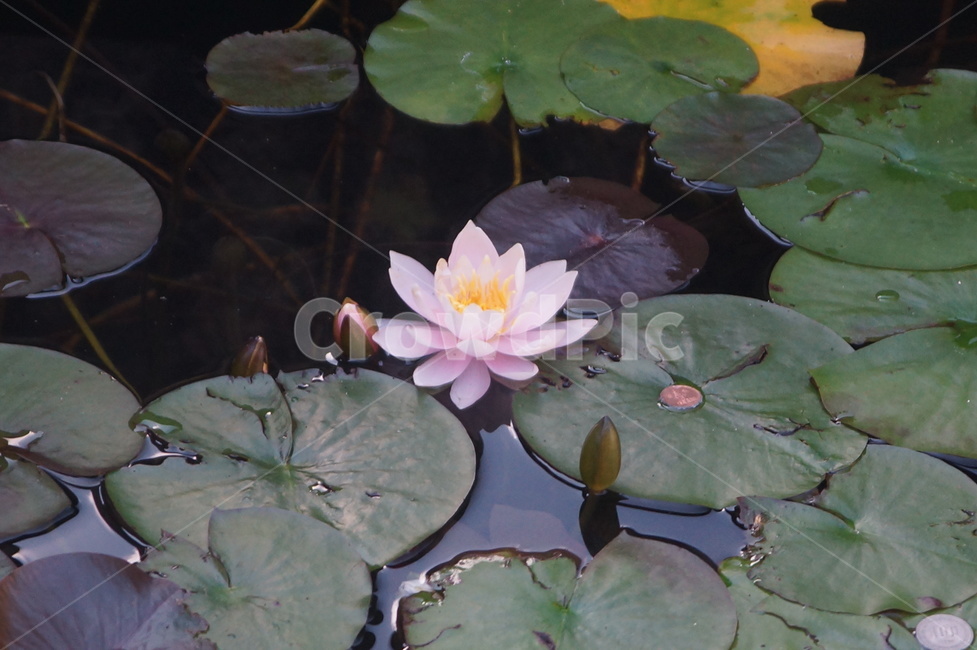 연꽃,식물,꽃,blossom,flower,plant