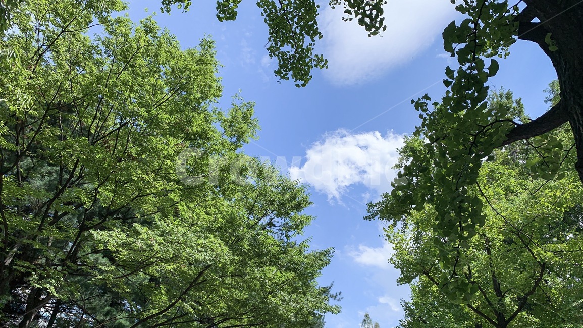 plant,식물,tree,나무,treetrunk,구름,하늘풍경,하늘,청량