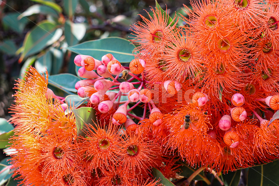 식물,plant,벌,곤충,bee