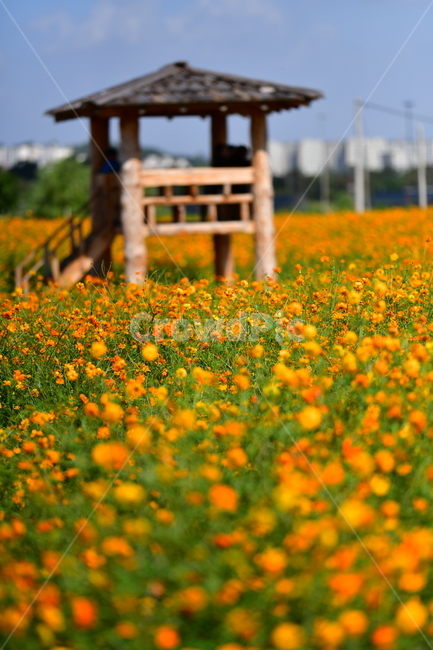 가을,코스모스,꽃,야생화,자연,공원,가을,계절,fall,autumn,season,자연,풍경,nature,landscape,outdoors,옥외,grassland,목초지,field,들,farm,농장,rural,농촌