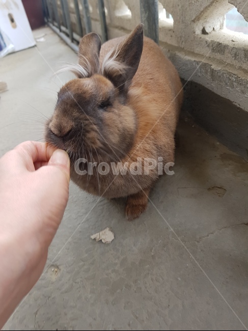 토끼,애완동물,애완토끼,rabbit,동물,손,갈색토끼,갈색