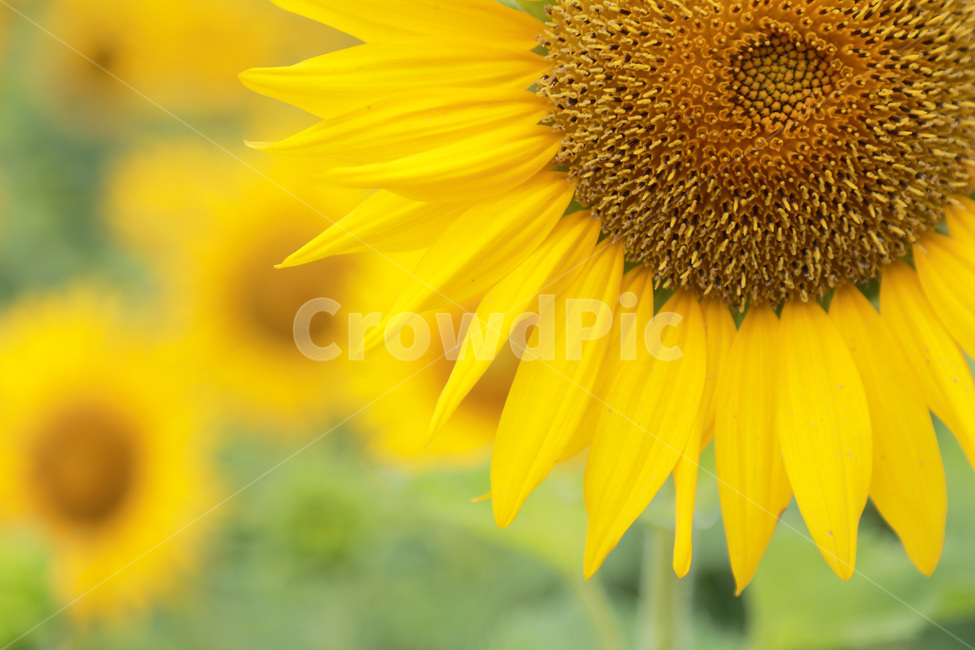 plant,식물,꽃,flower,해바라기,여름,계절,summer,season,식물,자연,plants,nature,꽃,flower,blossom