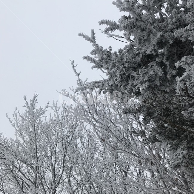 겨울,하늘,눈,눈꽃,나무,겨울하늘,산,나무들,겨울,계절,winter,season,자연,풍경,nature,landscape,outdoors,옥외