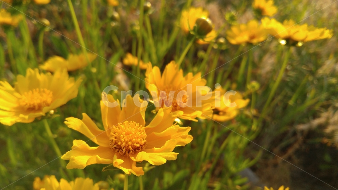 큰금계국,국화,꽃,노랑꽃,노랑색,식물,녹색,감성,배경,계절,chrysanthemun,flower,yellowflower,yellow,flant,green,emotional,background,season