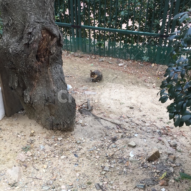 나무,고양이,바닥,길,배경,동물,animal,포유류,mammal,고양이,cat,kitten,kitty