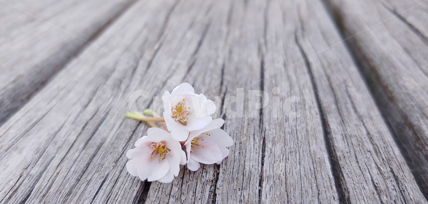 식물,꽃,벗꽃,의자,벤치,봄,봄,계절,spring,season,꽃,flower