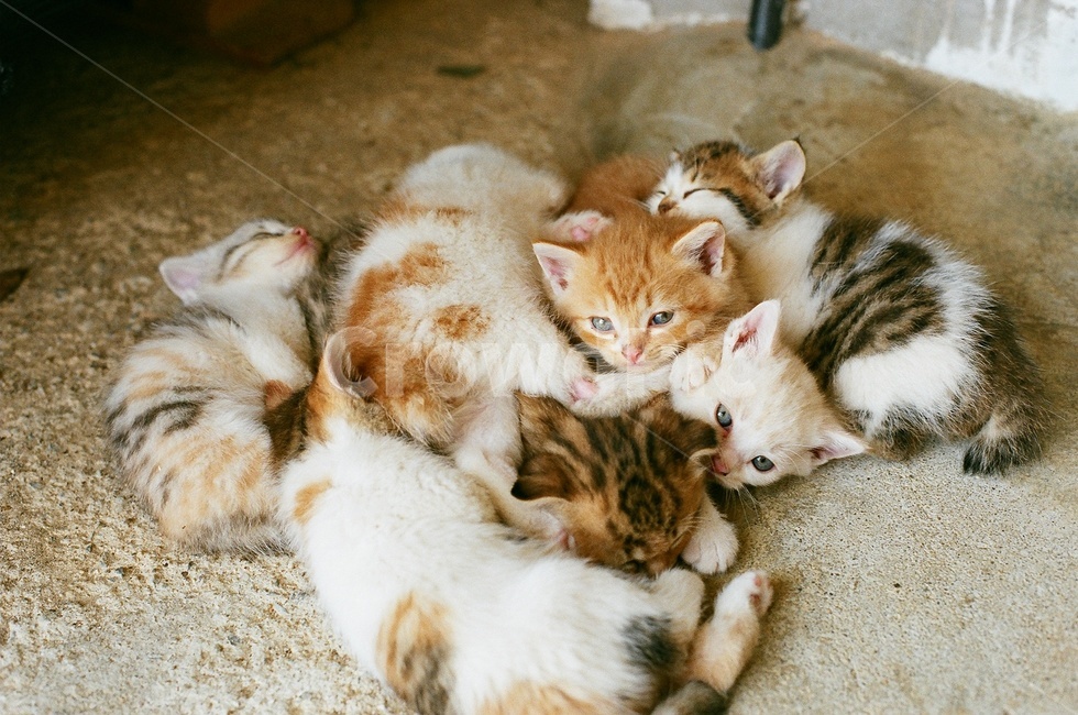 고양이,캣유딩,고양이새끼,kitty,cat,pet,animal,동물,냥냥이,냥이,mammal,동물,animal,포유류,mammal,고양이,cat,kitten,kitty