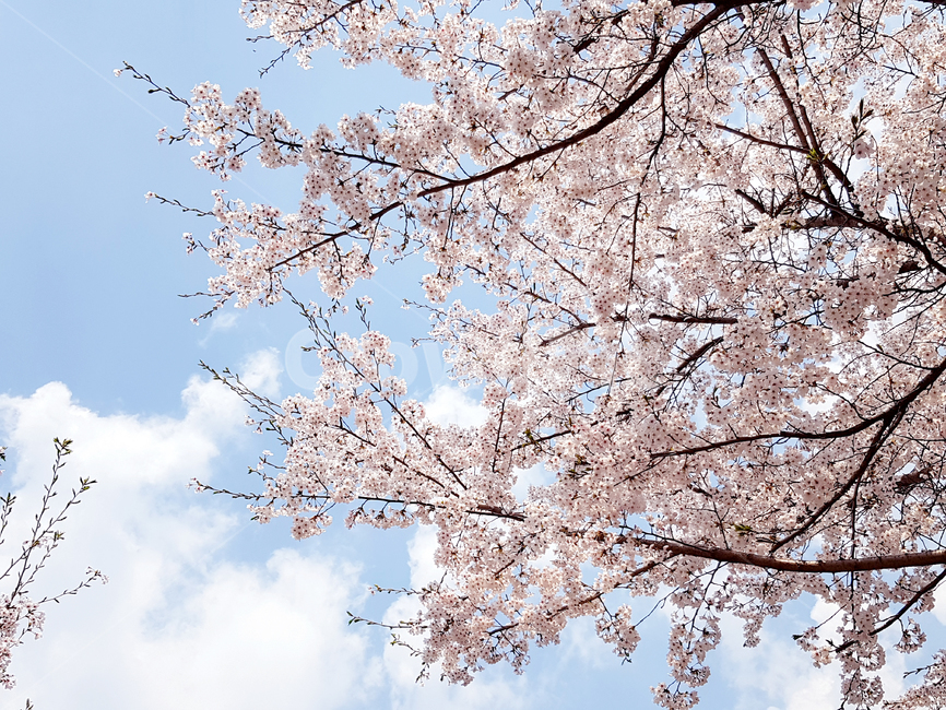 벚꽃,봄,꽃,식물,cherryblossoms,꽃배경,예쁜꽃,봄,계절,spring,season,식물,자연,plants,nature,꽃,flower,나무,trees,wood,plant,blossom