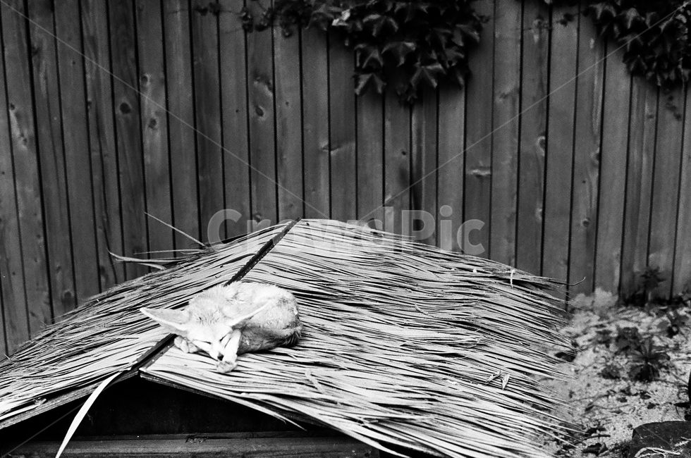 동물원,흑백사진,필름사진,사막여우,흑백필름,animal,동물,흑백,여우,애완동물,잠,귀여움,새끼동물,fennecfox,fox,동물,animal,포유류,mammal,흑백,모노톤,monochrome,black and white