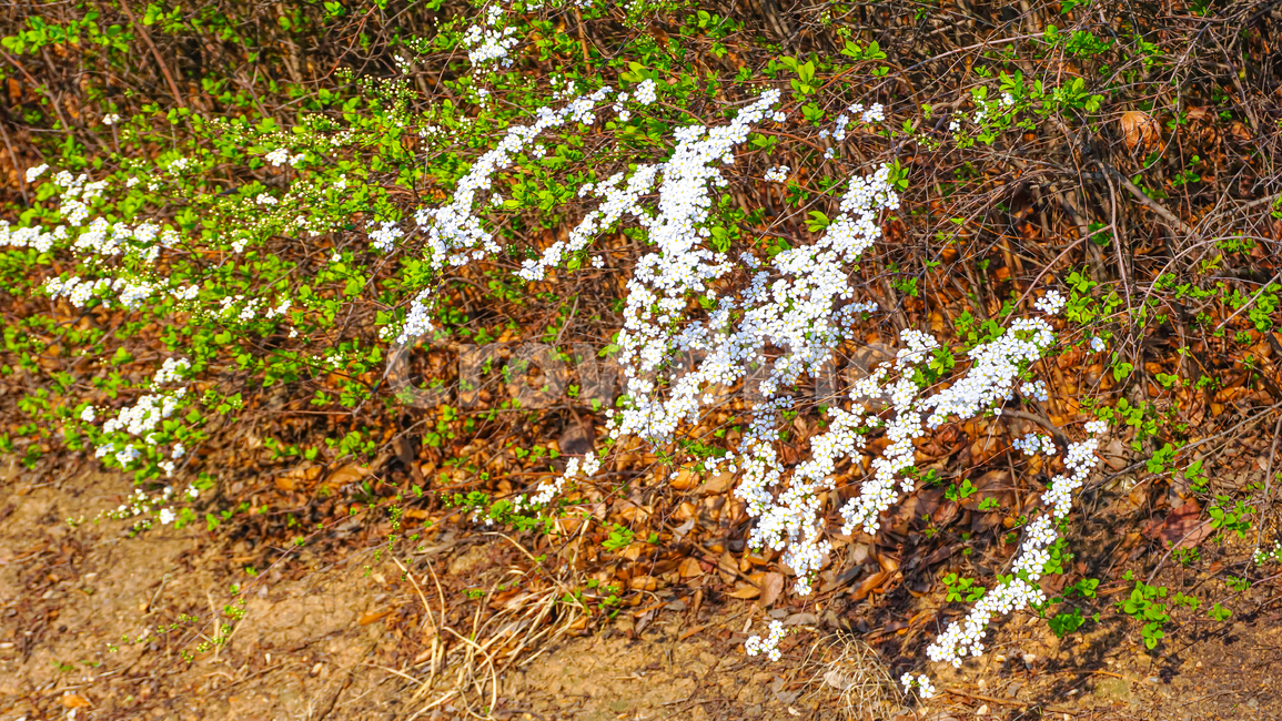 bridalwreath,조팝나무꽃,조팝나무,꽃,flower,풍경,plant,식물,봄,spring