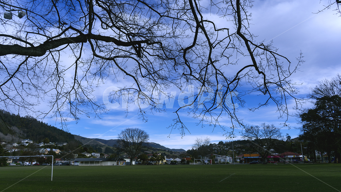 grass,잔디,plant,식물,tree,나무,하늘,맑음,sky