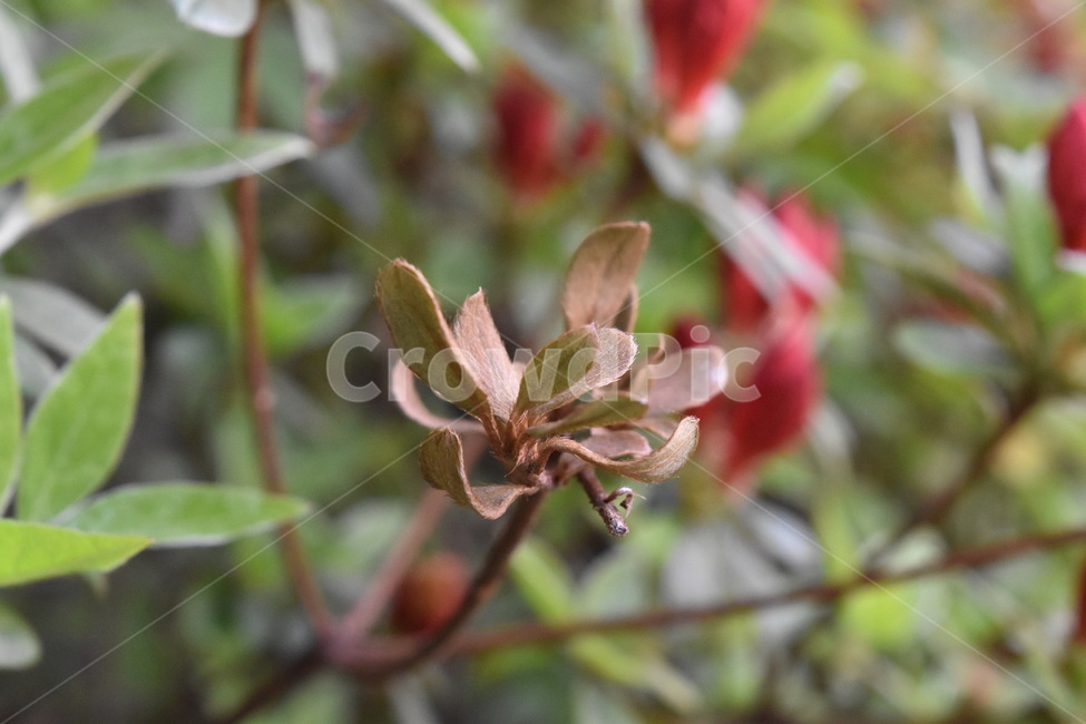 식물,풀,길가,잎,길가의풀,flower,leaves,plant,식물,자연,plants,nature