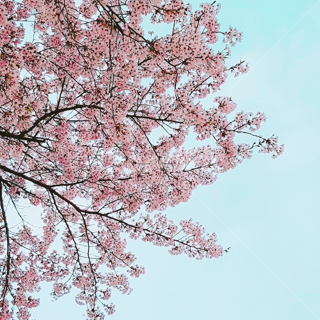 남산,벚꽃,사쿠라,봄,꽃,flowers