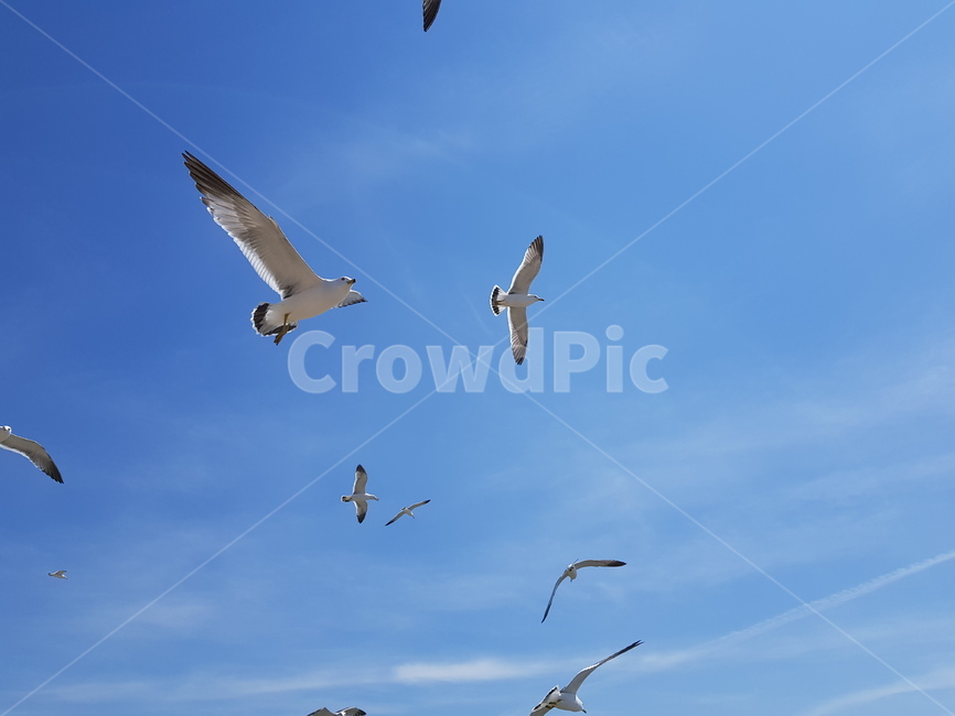 flying,새,bird,동물,animal,기러기