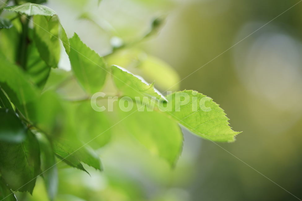 나무,힐링,나뭇잎,자연,수목원,식물,자연,plants,nature,꽃,flower