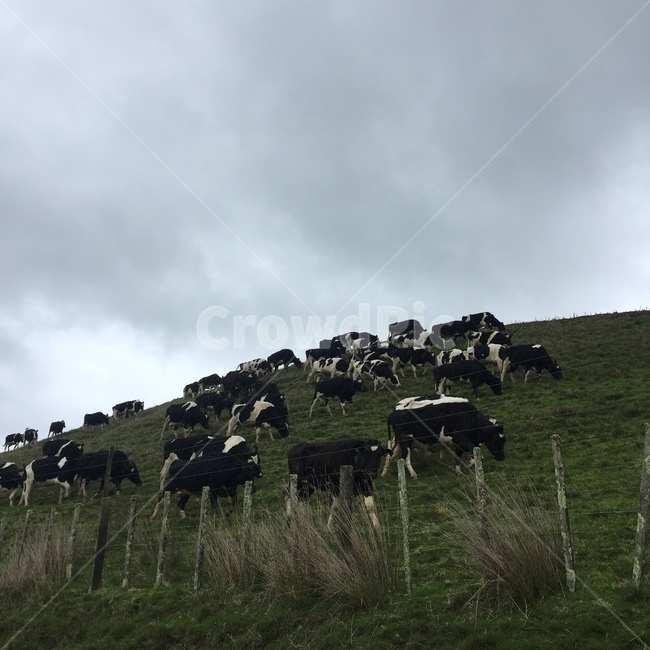 동물,animal,cow,소,cattle,가축,mammal,포유류,nature,자연,동물,animal,포유류,mammal